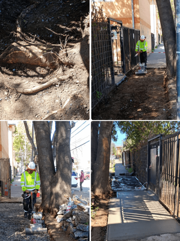 Poda radicular y reparación de veredas_AS